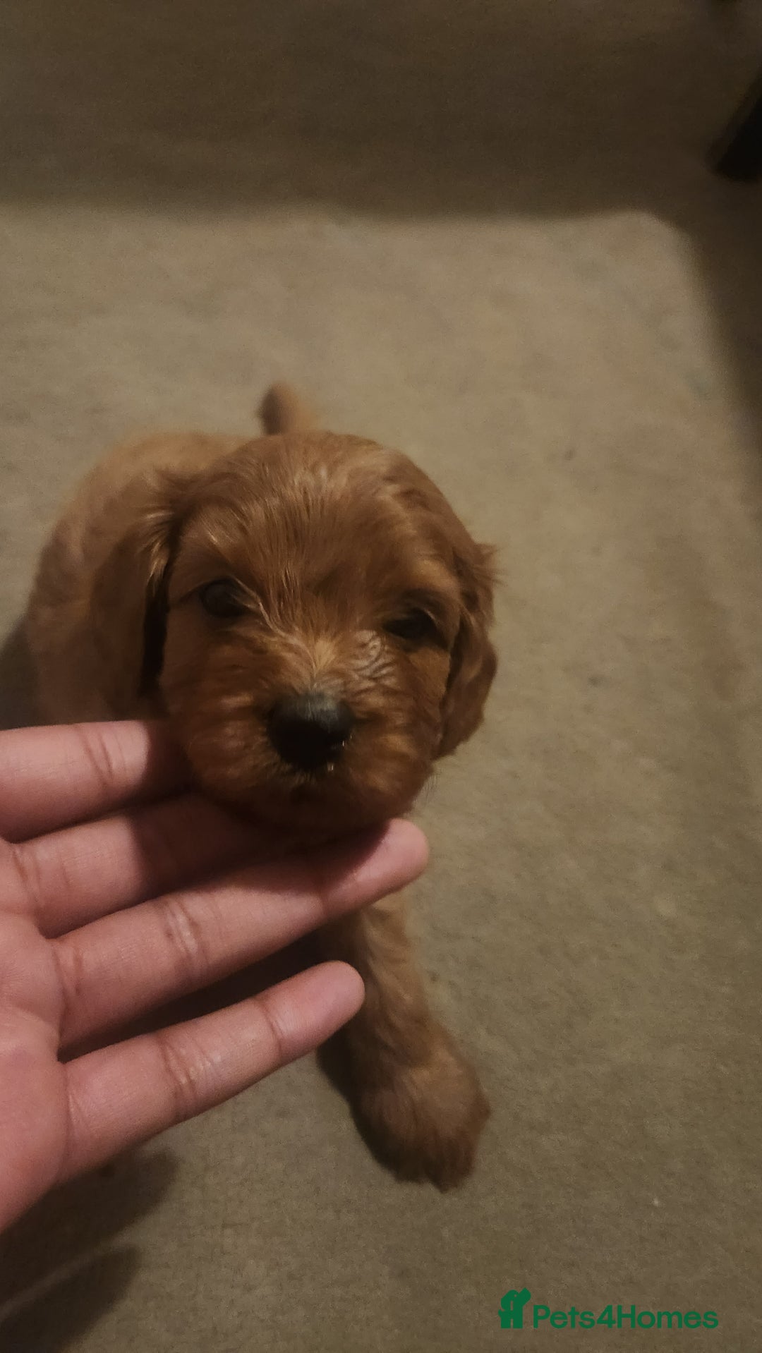 Cavapoo dogs for sale: 🐾 F1B Cavapoo Puppies – Ready 5th September 🐾 - Image 6
