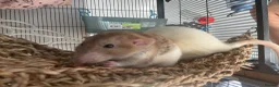 Rat rodents for sale: 6 male rats need for rehoming in Rugby - Advert 4