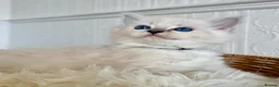 Ragdoll cats for sale: ✨ Exceptional Ragdoll Kittens Ready to leave ✨ - Advert 28