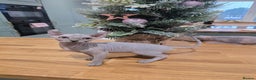 Sphynx cats for sale: 🌟 Stunning Sphynx & Elf Kittens  - Advert 4