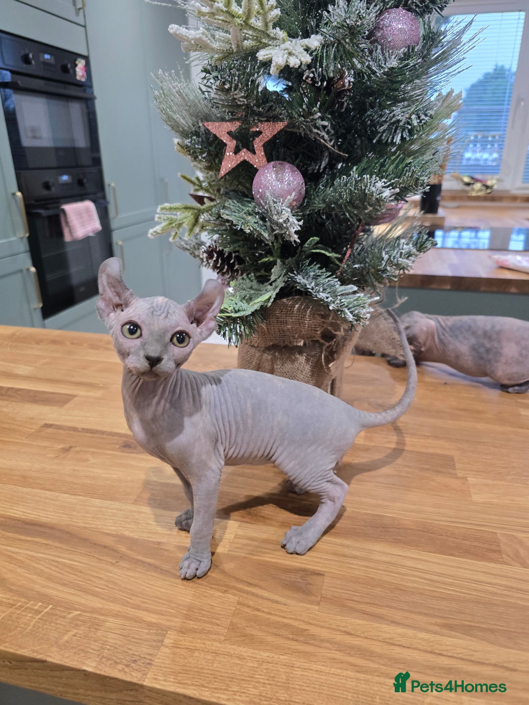 Sphynx cats for sale: 🌟 Stunning Sphynx & Elf Kittens  - Advert 4