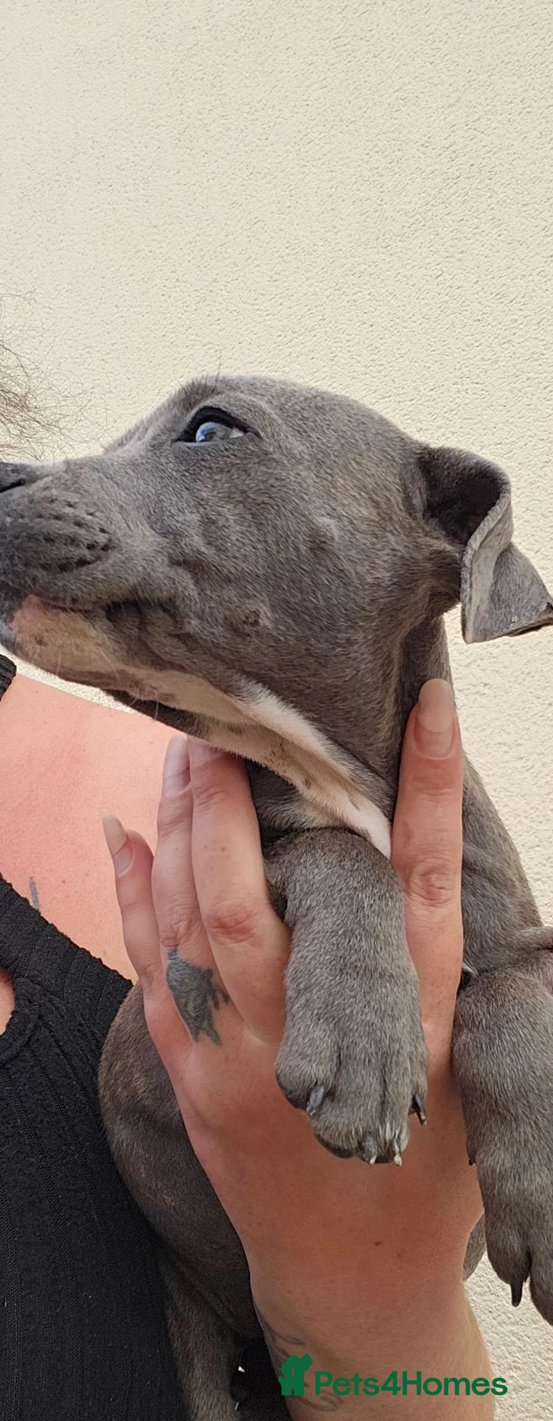 Staffordshire Bull Terrier dogs for sale: Blue staffy pups. Blue bronsen bloodline - Advert 9