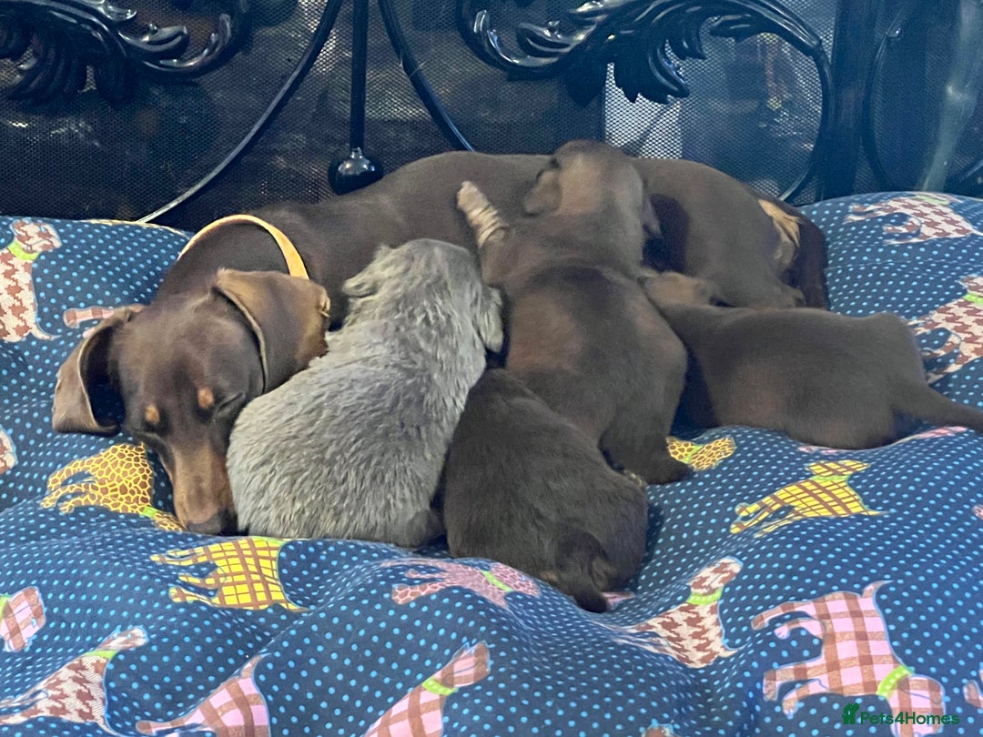 Miniature Dachshund dogs for sale: Stunning full pedigree Miniature Dachshunds  - Image 25