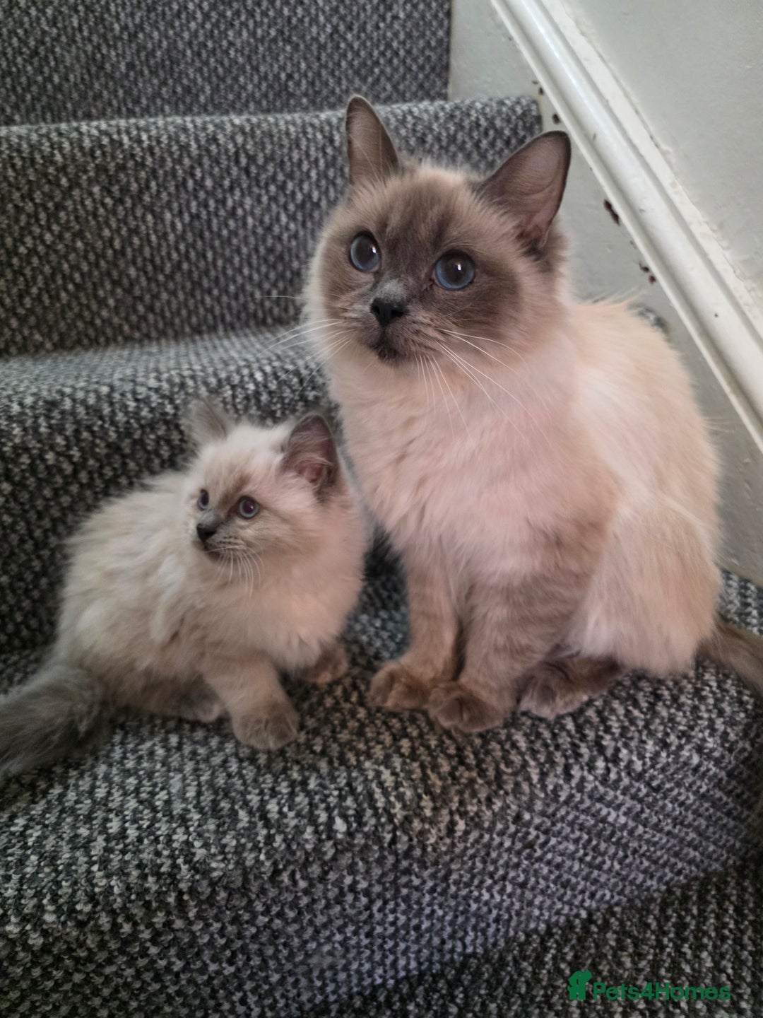 Ragdoll cats for sale: Two Beautiful Ragdoll Male ready for a new home - Image 5