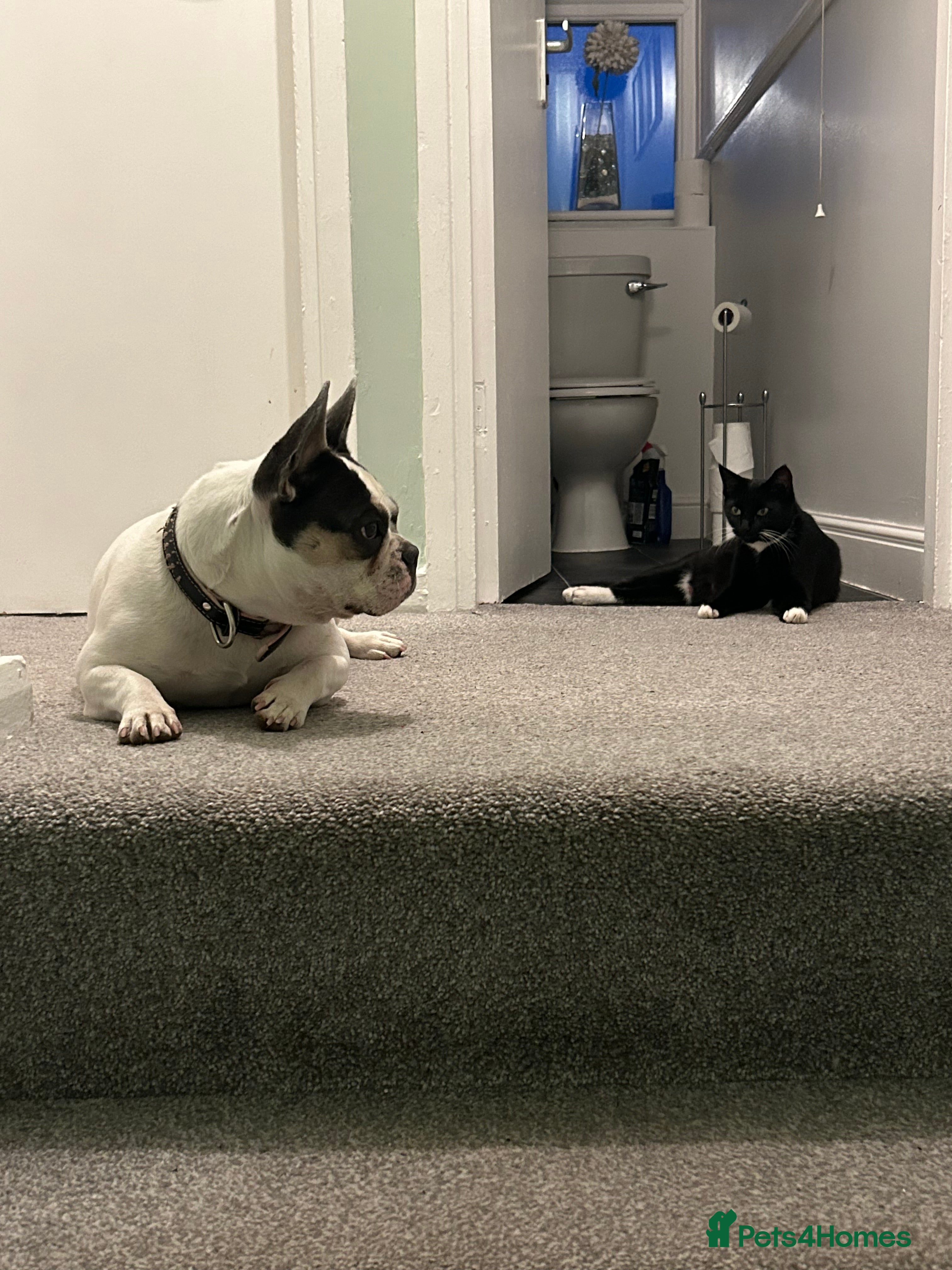 Mixed Breed cats 4 kittens looking for their forever home  - Advert 2