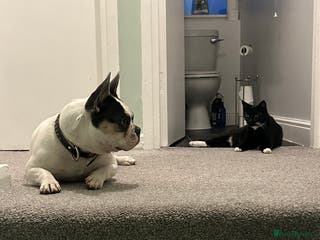 Mixed Breed cats 4 kittens looking for their forever home - Advert 1