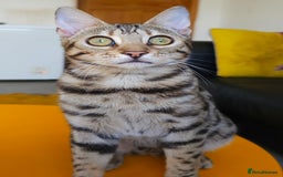 Bengal cats for sale: Gorgeous Brown Rosetted Boy Available  - Advert 3