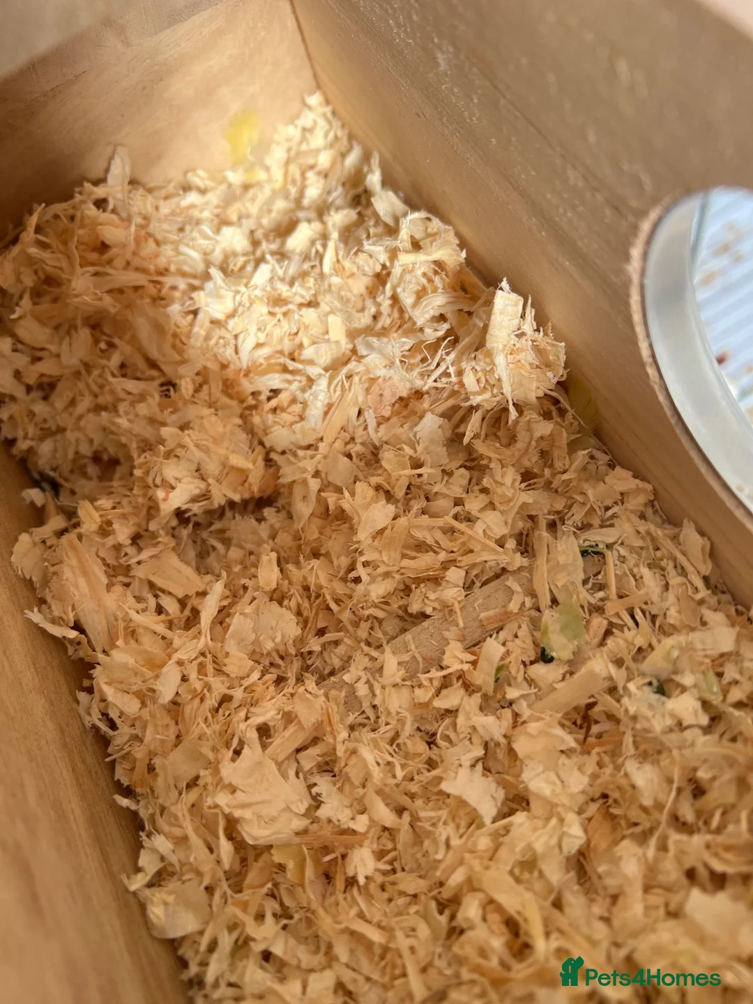 Lovebirds birds for sale: Lovebirds  - Advert 15