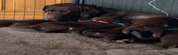 Labrador Retriever dogs for sale: Stunning KC Chocolate Labrador puppies - Advert 7