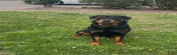 Rottweiler dogs for sale: Free Male Rottweiler to good home  in Washington - Advert 2
