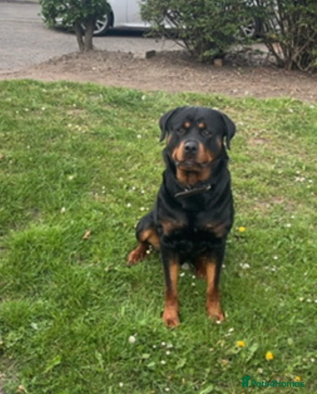 Rottweiler dogs for sale: Free Male Rottweiler to good home  in Washington - Advert 2