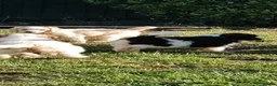 Standard Poodle dogs for sale: Elite KC Standard Parti Poodle Pups - Advert 8