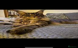 Maine Coon cats for sale: Stuning Maine Coon girl - Advert 8