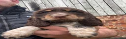 Cocker Spaniel dogs for sale: Show Cocker Puppies  - Advert 3