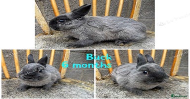 Netherland Dwarf rabbits - Advert 2