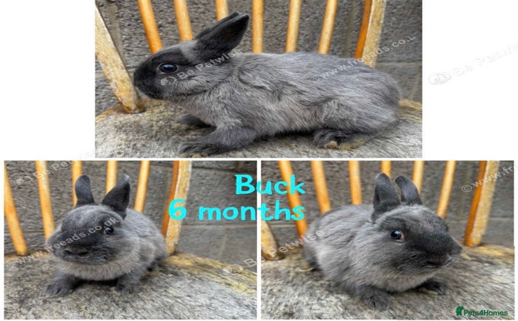 Netherland Dwarf rabbits - Advert 1