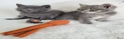 British Shorthair cats for sale: British shorthair kittens  - Advert 2