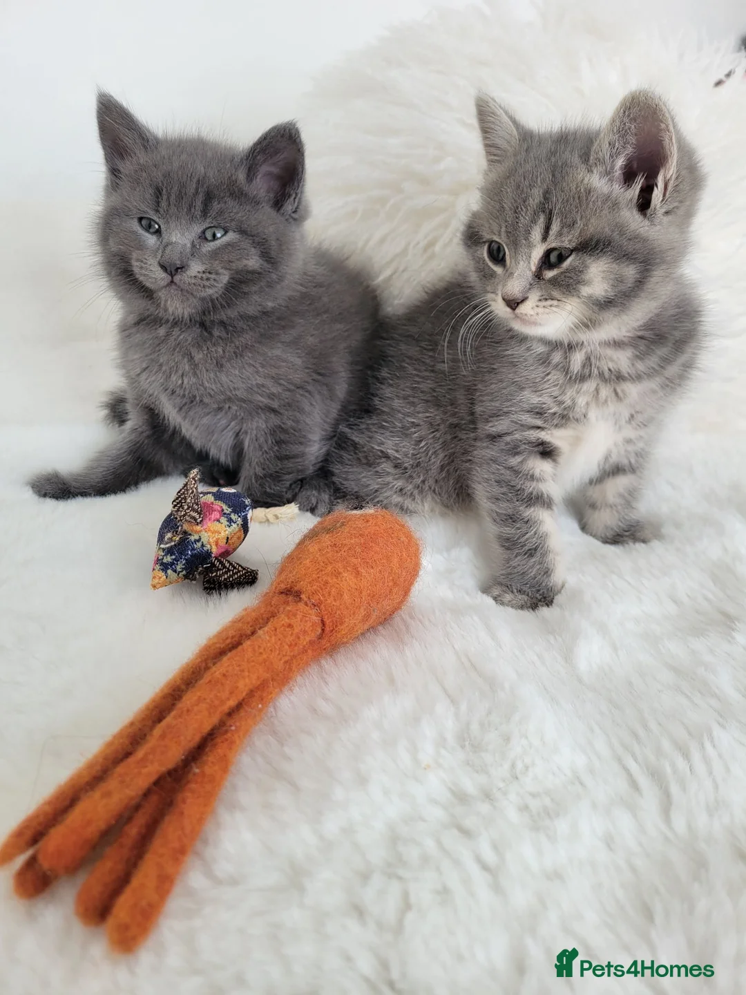 British Shorthair cats for sale: British shorthair kittens  - Advert 2