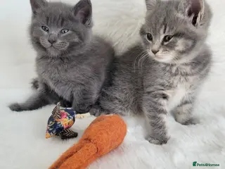 British Shorthair cats British shorthair kittens - Advert 2