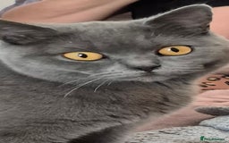 British Shorthair cats for sale: British shorthair kittens for sale  - Image 8