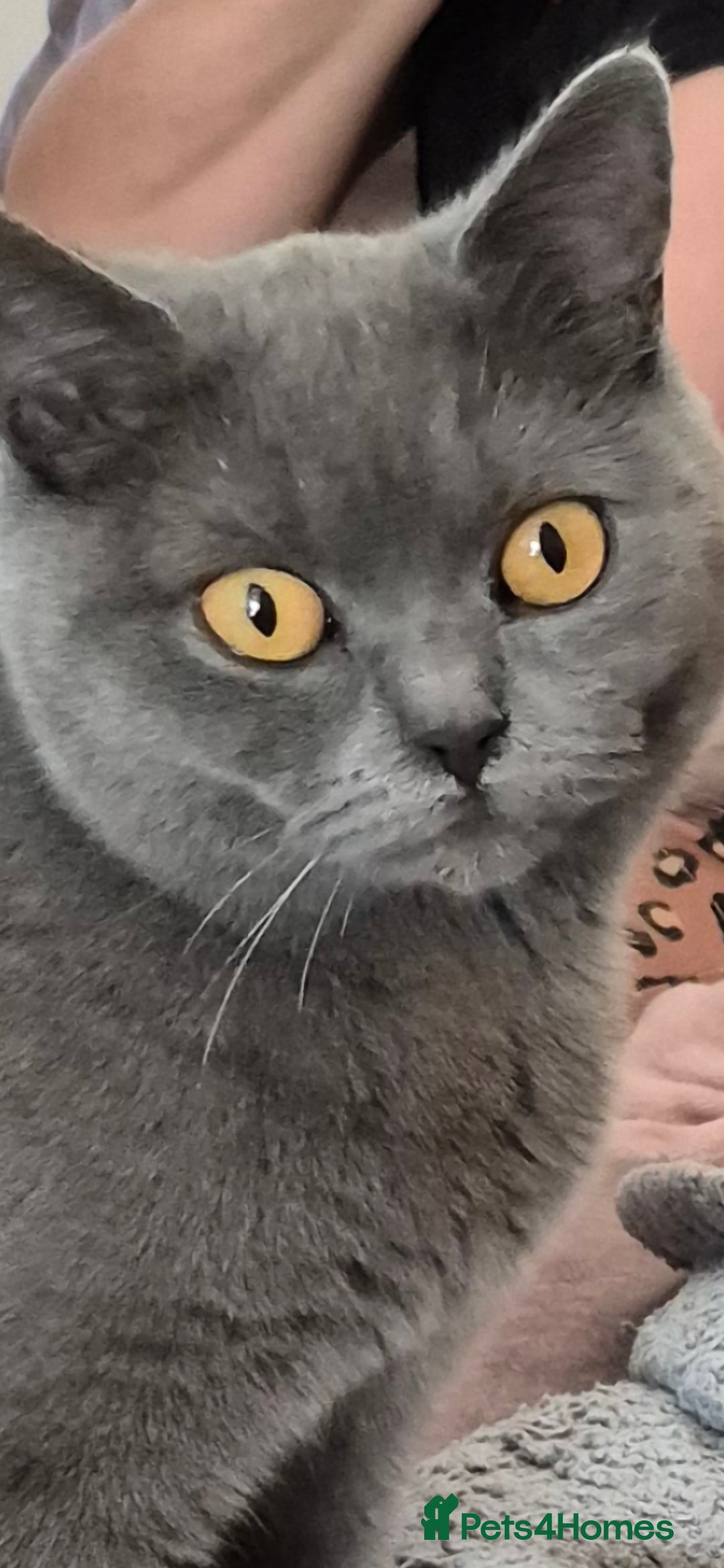 British Shorthair cats for sale: British shorthair kittens for sale  - Image 8