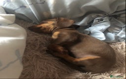 Miniature Dachshund dogs for sale: Miniature Dachshund  - Image 3
