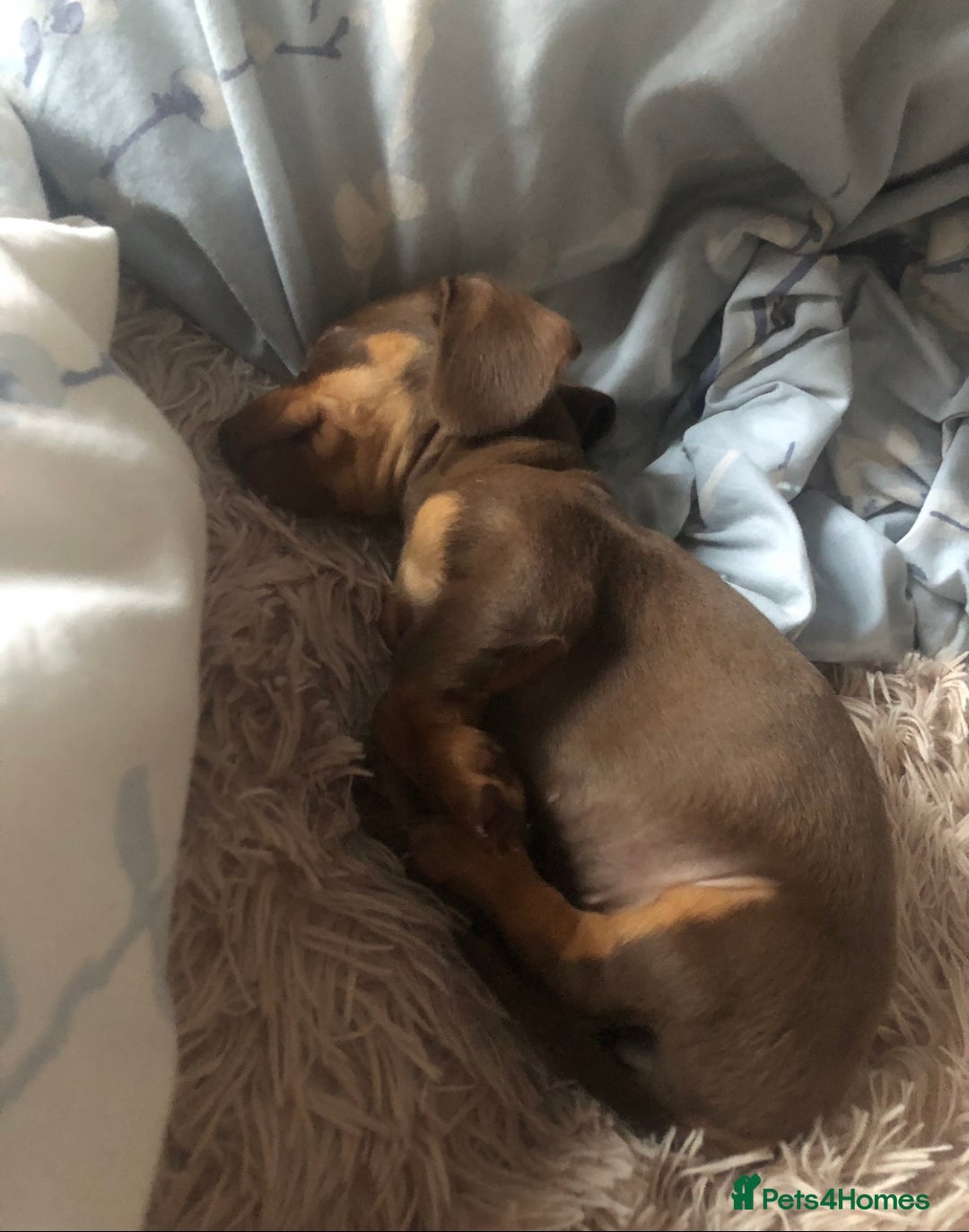 Miniature Dachshund dogs for sale: Miniature Dachshund  - Image 3