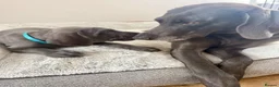 Weimaraner dogs for sale: KC Reg Weimaraner Puppies Silver & Blue - Advert 2