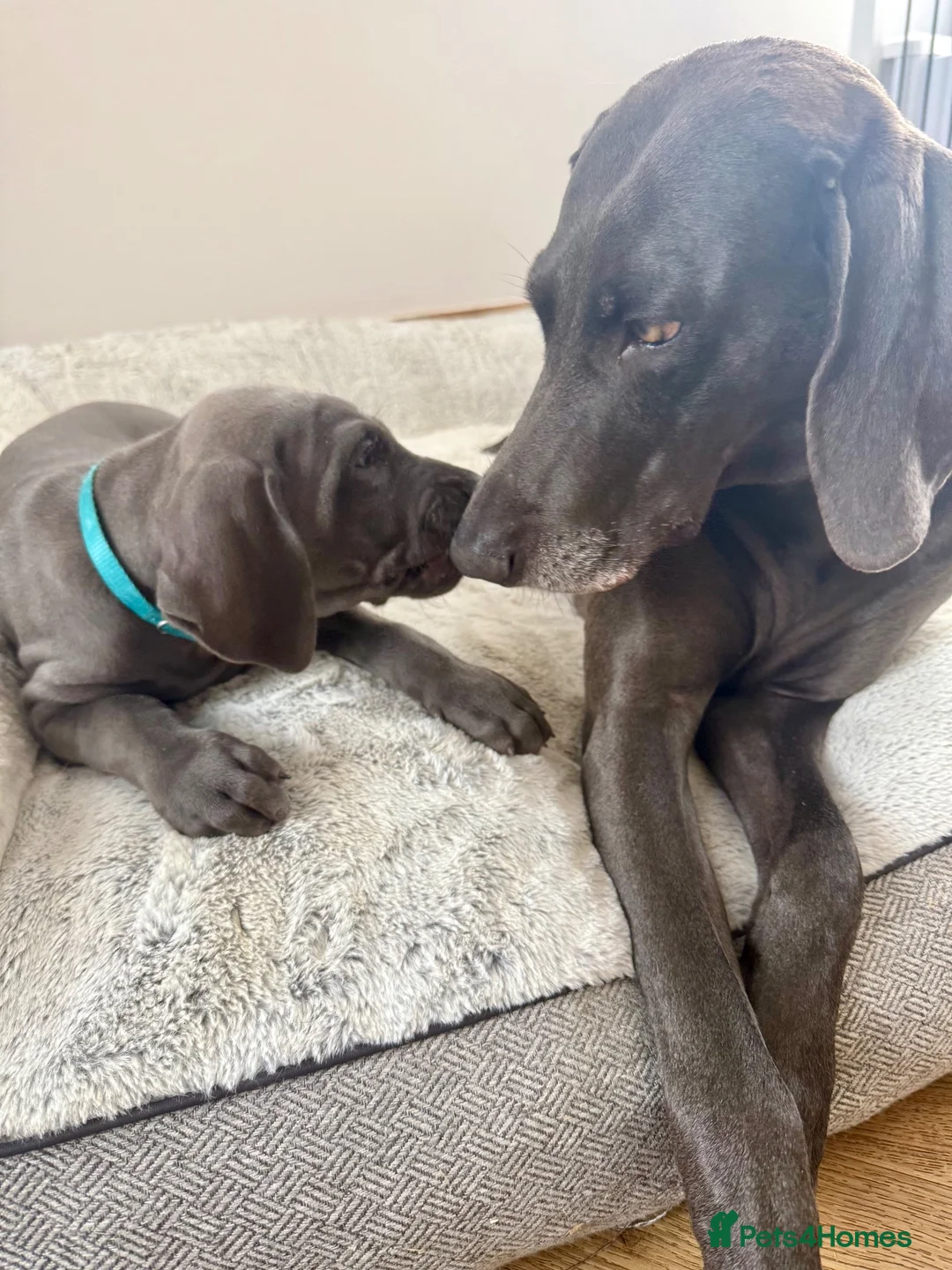 Weimaraner dogs for sale: KC Reg Weimaraner Puppies Silver & Blue - Advert 2