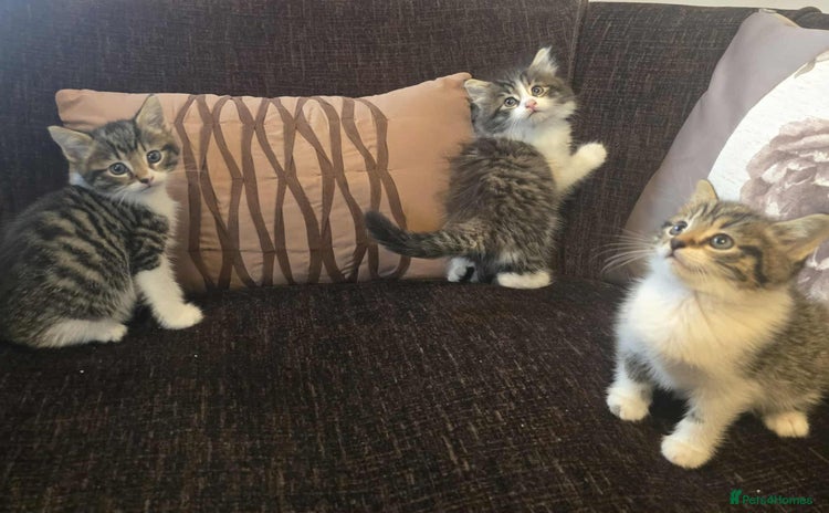Maine Coon cats - Advert 2