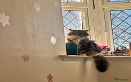 Norwegian Forest Cat cats for sale: Norwegian Forest Cat Mix kittens - Image 9