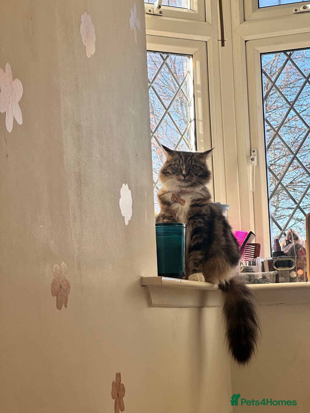 Norwegian Forest Cat cats for sale: Norwegian Forest Cat Mix kittens - Image 9