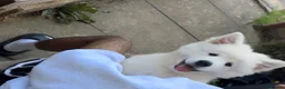 Samoyed dogs for sale: Pedigree Samoyed Girl – Loving & Well Socialised - Advert 5