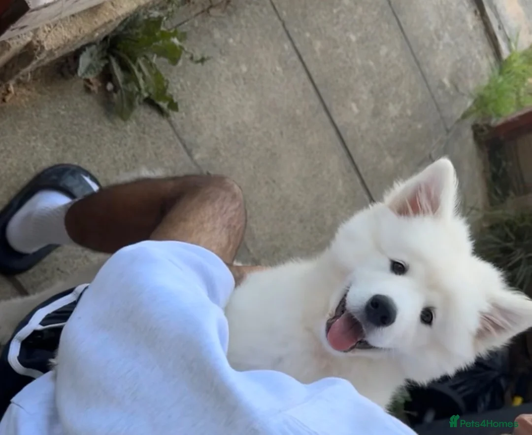 Samoyed dogs for sale: Pedigree Samoyed Girl – Loving & Well Socialised - Advert 5