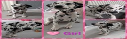 Dalmatian dogs for sale: Dalmatian puppies ready advert fully - Advert 33
