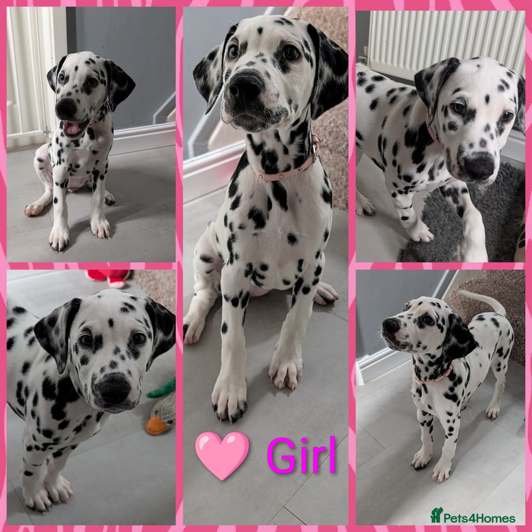 Dalmatian dogs for sale: Dalmatian puppies ready advert fully - Advert 33