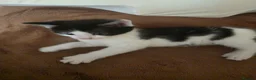Mixed Breed cats for sale: 4 Adorable Kittens for Sale 🐱 - Advert 2