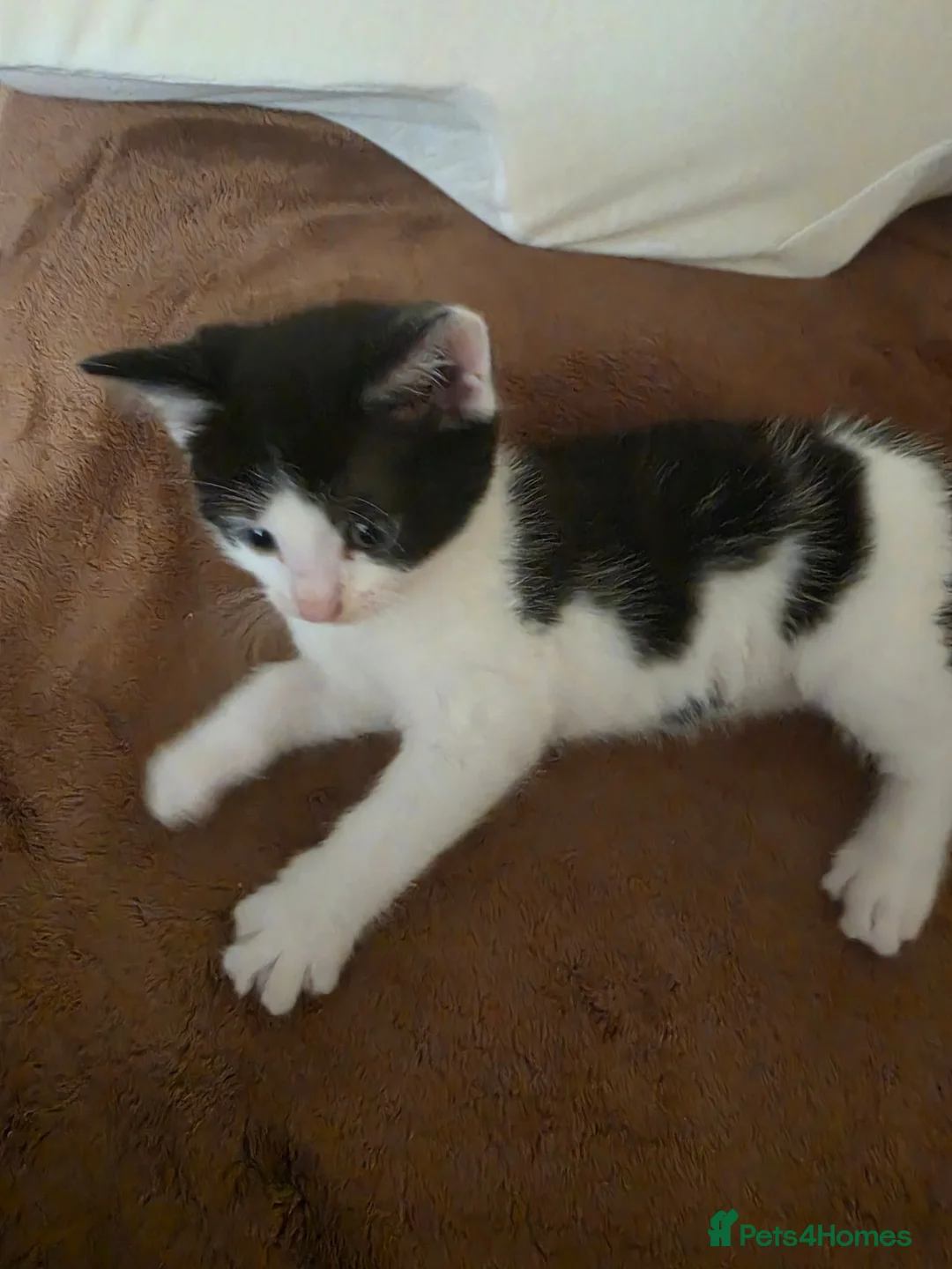 Mixed Breed cats for sale: 4 Adorable Kittens for Sale 🐱 - Advert 2