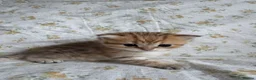 Scottish Fold cats for sale: Sweet, Playful & Cuddly Kittens Ready to Go Soon! in New Malden - Advert 9