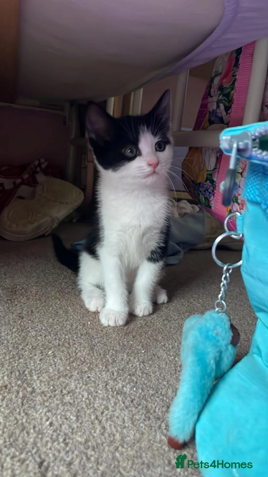 Mixed Breed cats for sale: Lovely kittens  - Advert 1