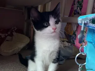 Mixed Breed cats Lovely kittens - Advert 1