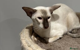 Siamese cats for sale: Male Siamese Chocolate Point - Active Register - Image 1