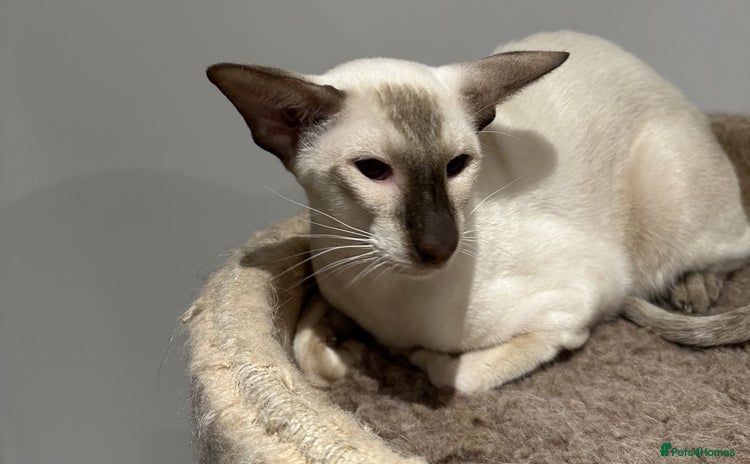 Siamese cats - Advert 4