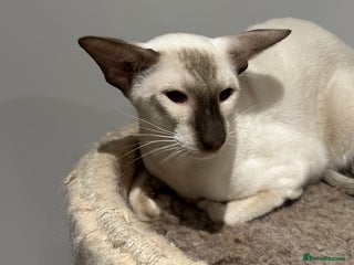 Siamese cats - Advert 30