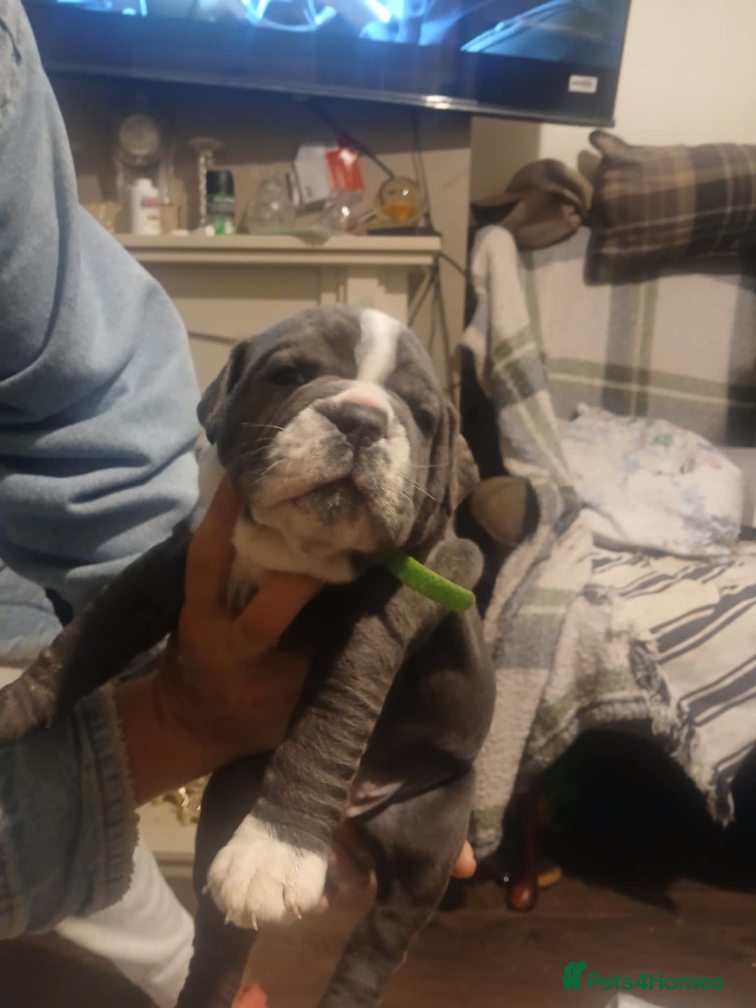 Olde English Bulldogge dogs for sale: Beautiful Litter OLDE ENGLISH BULLDOG  - Image 12