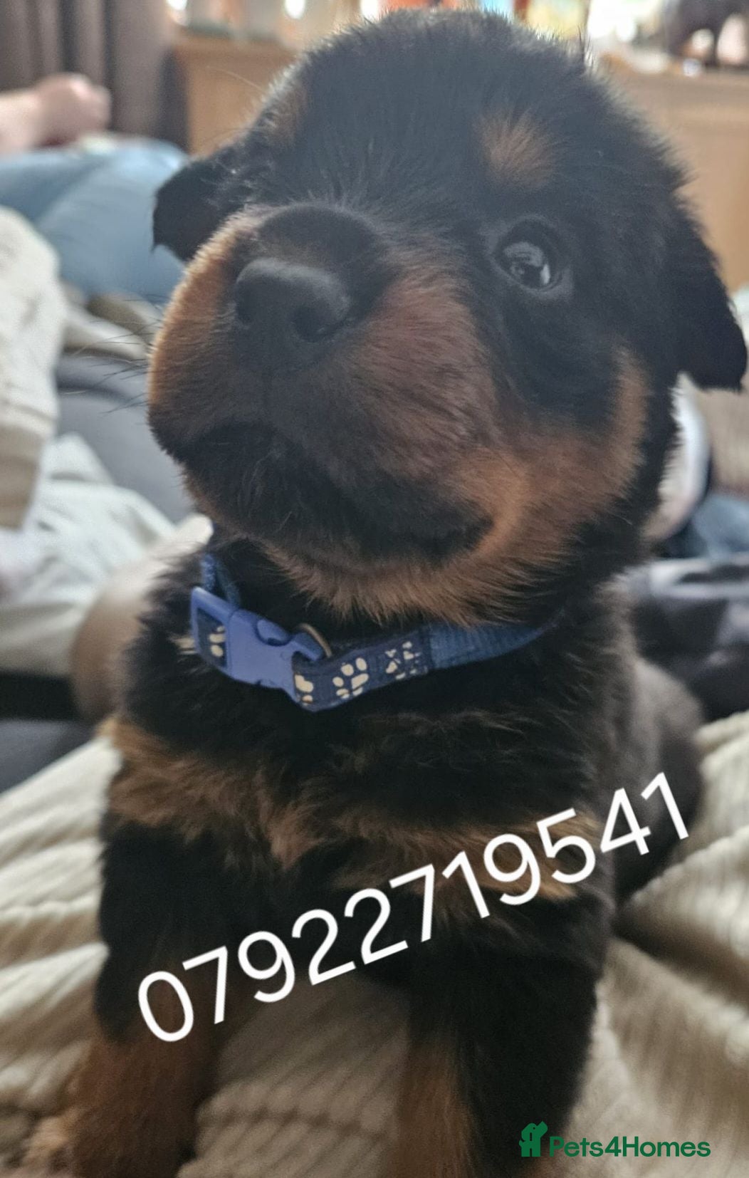 Rottweiler dogs Last male rottweiler pup need forever homes - Advert 2