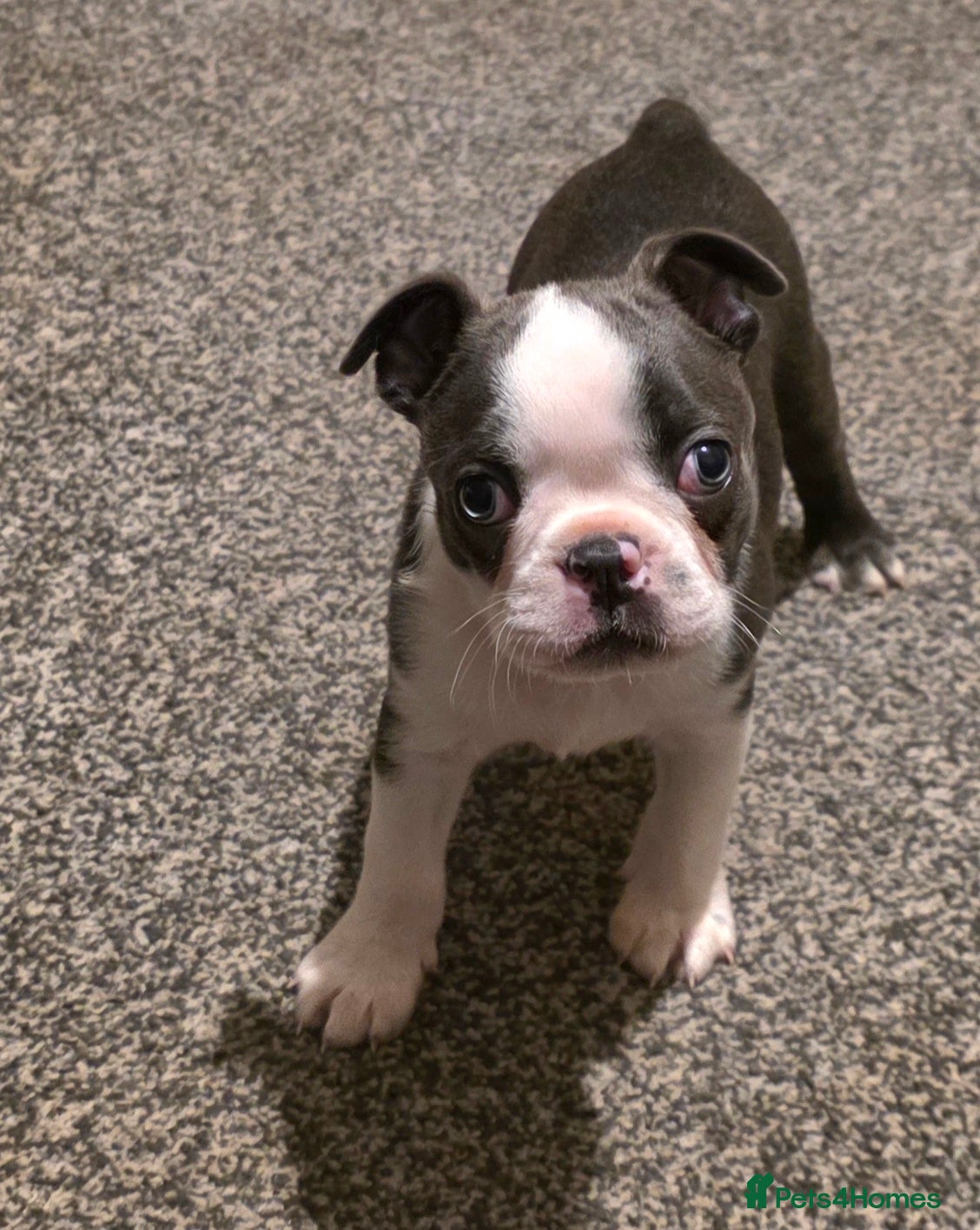Boston Terrier dogs Stunning Rare Blue Boy Ready 30/01/26. - Advert 2