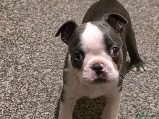 Boston Terrier dogs Stunning Rare Blue Boy Ready 30/01/26. - Advert 2