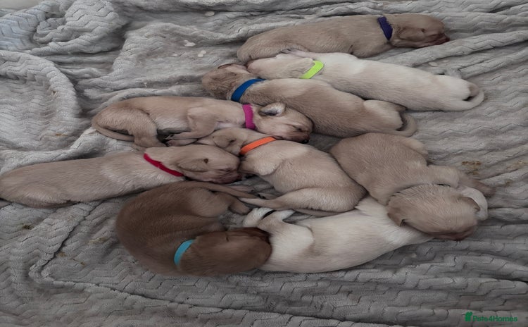 Mixed Breed dogs - Advert 5