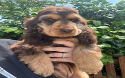 Cocker Spaniel dogs for sale: Gorgeous Tatty is seeking a fantastic family  - Image 7